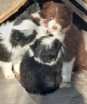 Border collie kiskutyák - kép 3