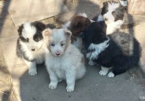 Áron alul border collie kiskutyák