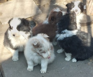 Border collie kiskutyák - kép 2