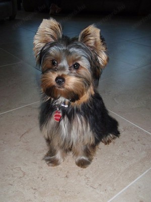 yorkshire terrier  - kép 2