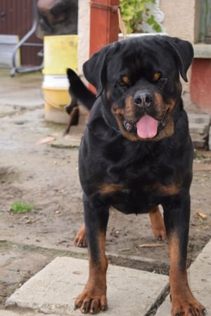 Hajdú-házi-rott KENNEL - kép 2