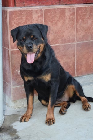 Hajdú-házi-rott KENNEL