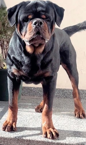 Hajdú-házi-rott KENNEL - kép 3