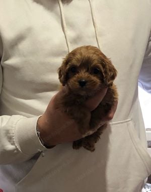 Eladó mini cavapoo kutyus - kép 3