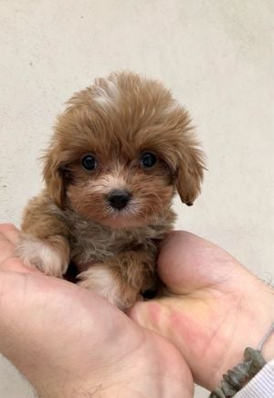 Eladó mini cavapoo kutyus - kép 2