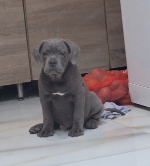 Cane corso szürke szuka kiskutya - kép 3