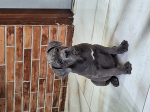 Cane corso szürke szuka kiskutya - kép 4