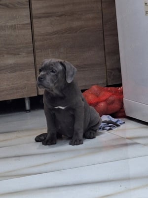 Cane corso szürke szuka kiskutya