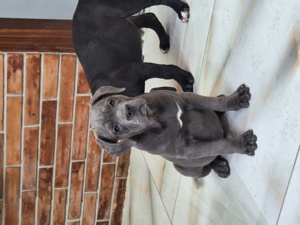 Cane corso szürke szuka kiskutya - kép 6