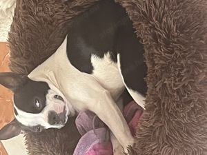 7 hónapos Boston terrier nőstény kutya sürgősen kőltözne - kép 4