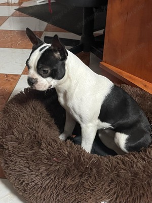 7 hónapos Boston terrier nőstény kutya sürgősen kőltözne - kép 3