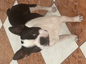 7 hónapos Boston terrier nőstény kutya sürgősen kőltözne - kép 5