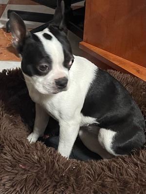 7 hónapos Boston terrier nőstény kutya sürgősen kőltözne - kép 2