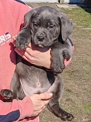 Cane corso kiskutyák