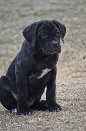 Cane Corso kölykök 