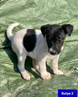 Két fajtatiszta sima szőrű Foxterrier kiskutya eladó - kép 7