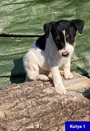 Két fajtatiszta sima szőrű Foxterrier kiskutya eladó - kép 4