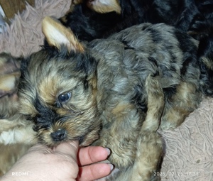 Különleges merle yorkshire terrier fiú - kép 6