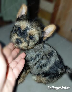 Különleges merle yorkshire terrier fiú