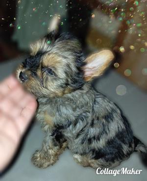 Különleges merle yorkshire terrier fiú - kép 2