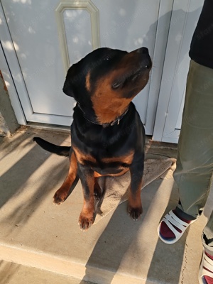 Rottweiler kan eladó - kép 2