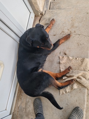 Rottweiler kan eladó - kép 3