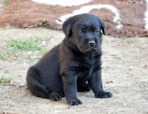 Törzskönyvezett csokibarna és fekete labrador kiskutyák!  - kép 2