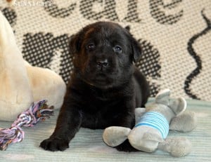 Törzskönyvezett csokibarna és fekete labrador kiskutyák!  - kép 5