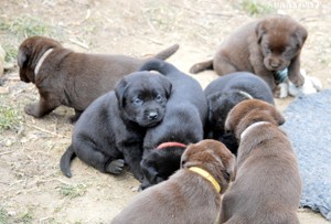 Törzskönyvezett csokibarna és fekete labrador kiskutyák!  - kép 4