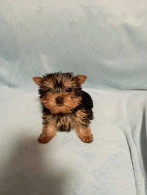 Yorkshire terrier - kép 3