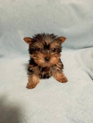 Yorkshire terrier - kép 2