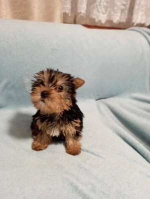 Yorkshire terrier - kép 4