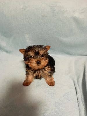 Yorkshire terrier - kép 6