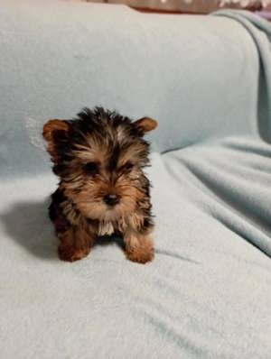 Yorkshire terrier - kép 5