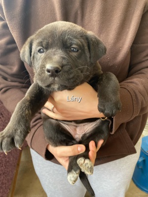 Cane corso kölyök kutyák  - kép 2