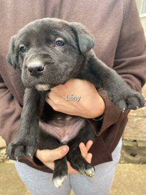 Cane corso kölyök kutyák  - kép 3