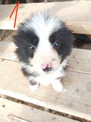 Border collie kiskutyák  - kép 1