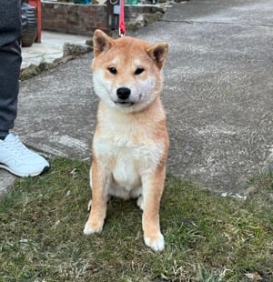 Shiba inu vörös kisfiú Veszettség elleni oltással 