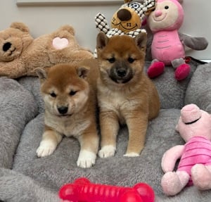 Shiba inu kiskutyák lányok és fiú  - kép 2