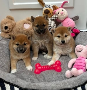 Shiba inu kiskutyák lányok és fiú 