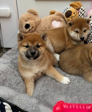 Shiba inu kiskutyák lányok és fiú  - kép 3