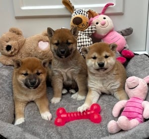 Shiba inu kiskutyák lányok és fiú  - kép 4