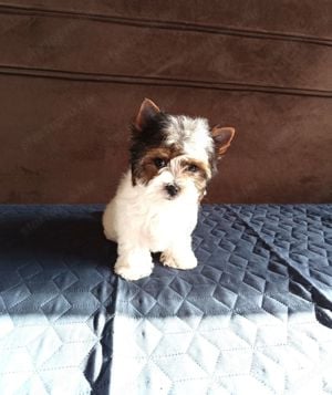 Mini Biewer Yorkshire Terrier Kan kiskutya eladó - kép 4