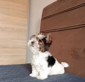 Mini Biewer Yorkshire Terrier Kan kiskutya eladó - kép 2