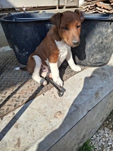 Foxterrier Kiskutya eladó 