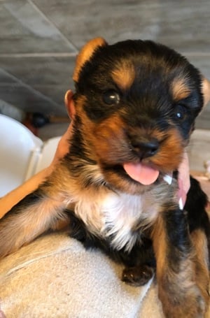 Yorkie kisfiú foglalható !