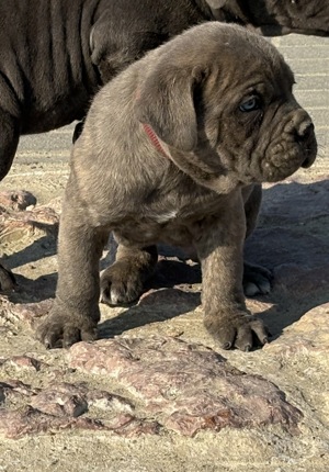 Cane Corso szürke csikos kan EUCH WCH vonallal tenyésztői garanciával eladó - kép 3