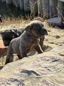 Cane Corso szürke csikos kan EUCH WCH vonallal tenyésztői garanciával eladó - kép 5