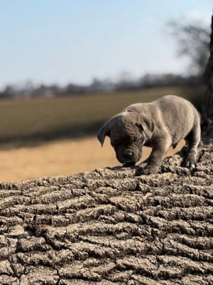 Cane Corso szürke csikos kan EUCH WCH vonallal tenyésztői garanciával eladó - kép 6