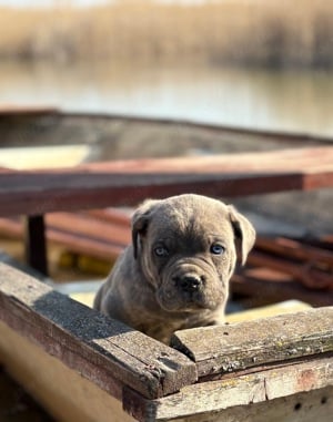 Cane Corso szürke csikos kan EUCH WCH vonallal tenyésztői garanciával eladó